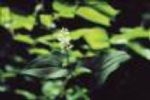  Maianthemum Bifolium Extract